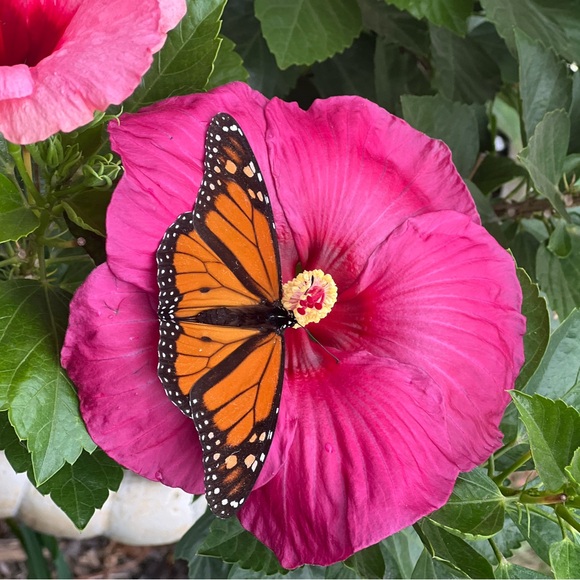 Meet your Posher, Traci - Picture 2 of 2